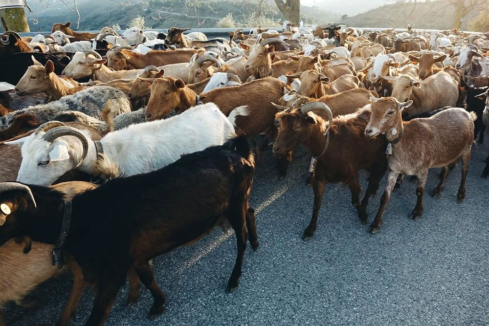 Rural life around the cycling road