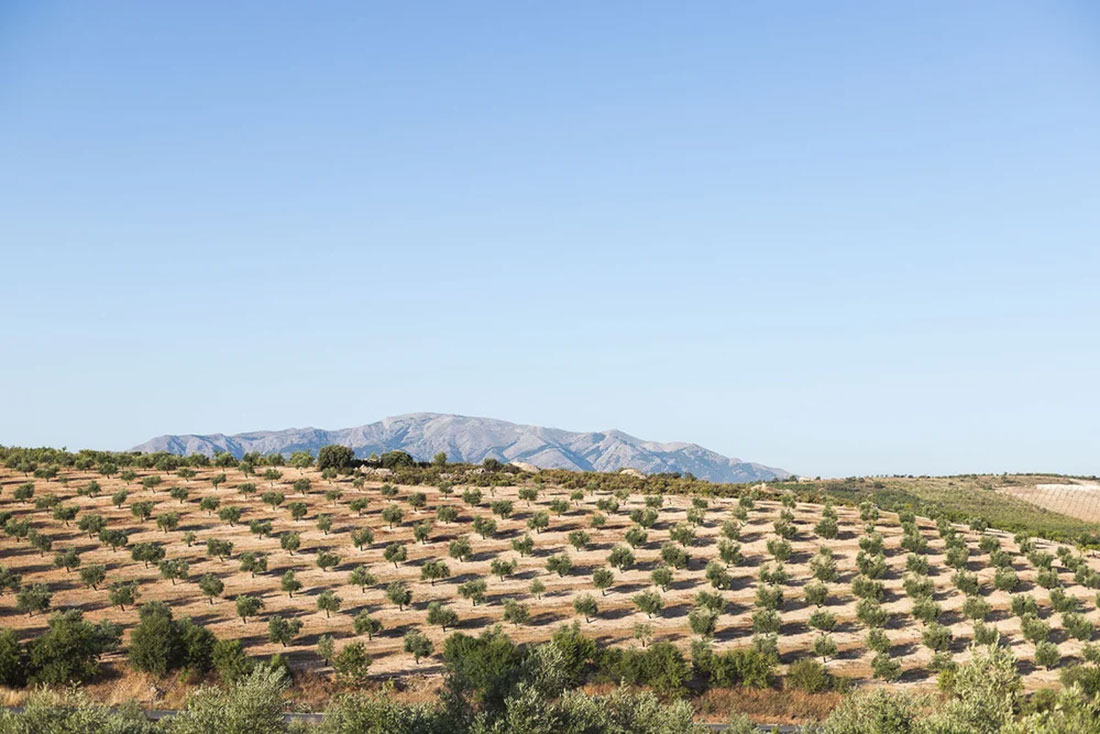 Olive camps byside the road during the multy day cycle travel in Andalusia