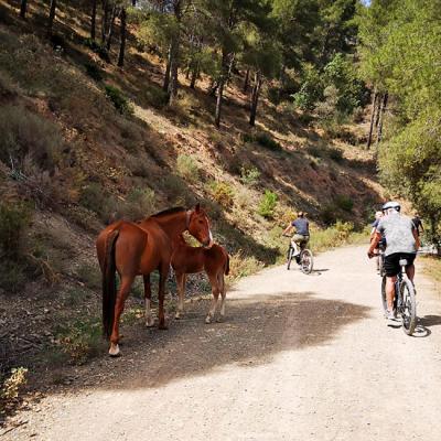 Guided e-MTB tour Malaga